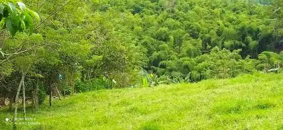 Lote En Venta Vía Altagracia - Pereira (279057421).