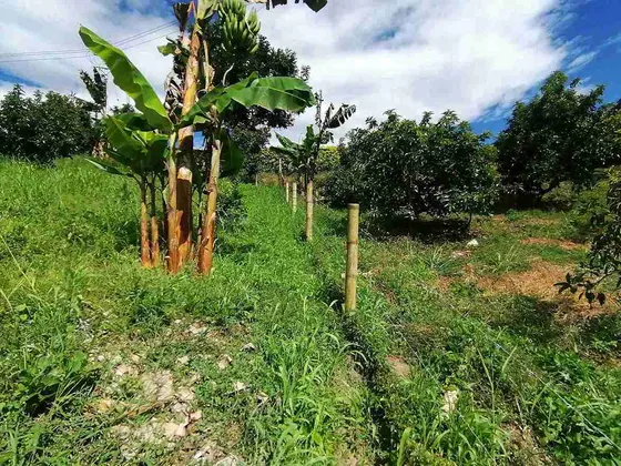 Lote En Venta Vía Pereira Alcala (279058402).