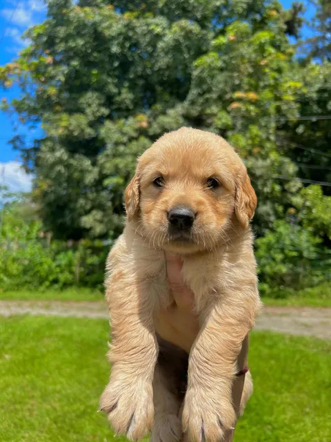 Golden Retriever 