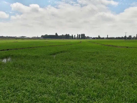 En Venta Campo - En Limite De Las Comunas Linares - Longaví