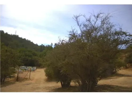 Vive La Serenidad De La Naturaleza En Lomas Del Sol, Quilpué