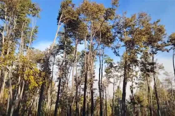 Agrícola En Venta En Coihueco