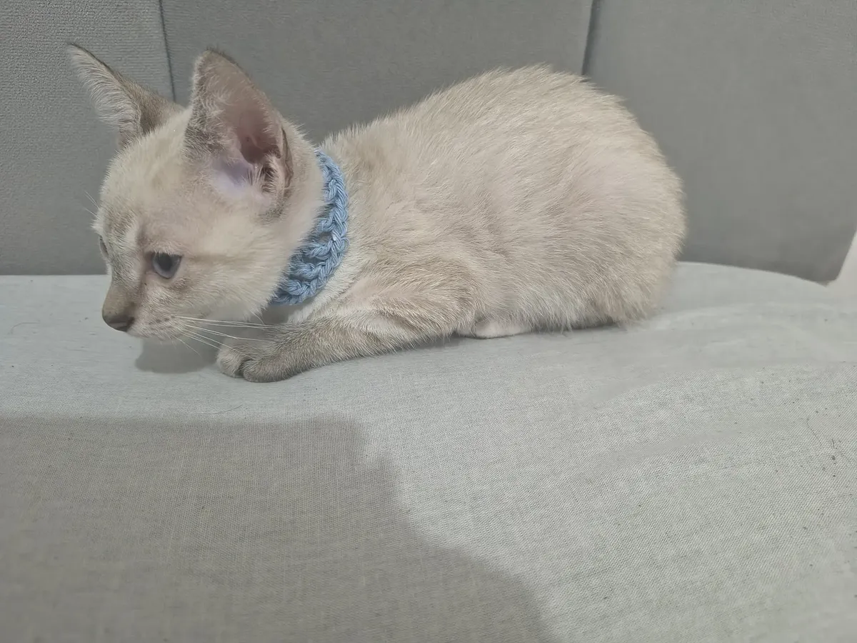 Kittens Available for Adoption65566274758529125