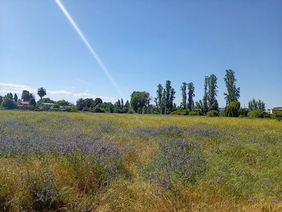 Terreno Comercial En El Corazon De San Javier, Linares