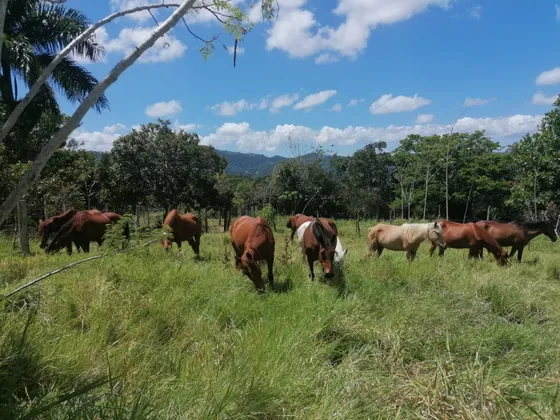 Te Vendo Hermosa Finca En El Cupey De Puerto Plata 