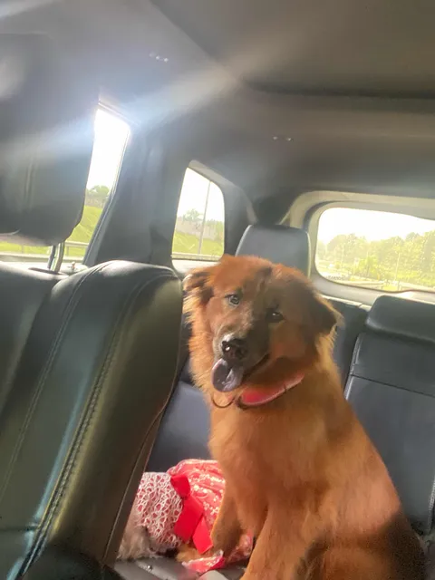 En Adopción, Por Favor Sólo Me Escriba Personas Responsables
