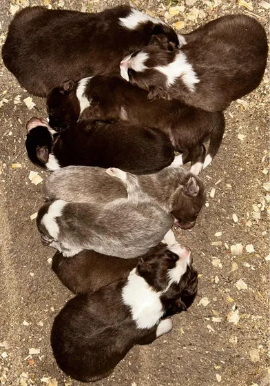 Cachorros
