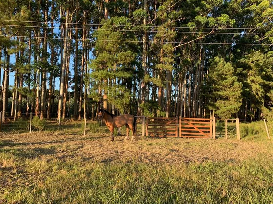 Venta Chacra 7,6 Há En Abra De Perdomo Maldonado