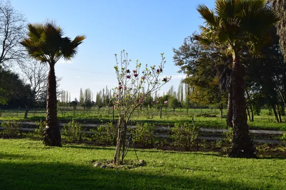 Oelckers Vende, Hacienda Sta Magdalena, Miraflores, Longaví