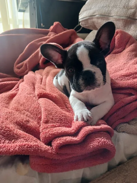 Vendo Bulldog Frances Vaquita Machito
