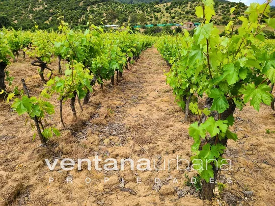 Viñedos Del Carrizal C_423400