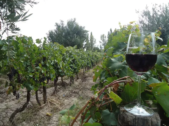 Venta Finca Barrancas, Maipu, 2 Hect - Oportunidad