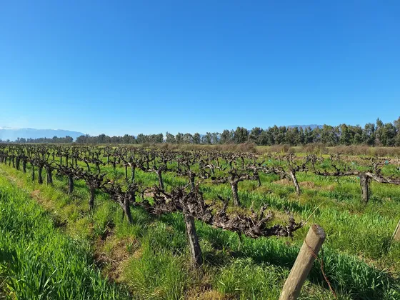 Venta De Campo En Isla De Maipo Id 80.480-cam