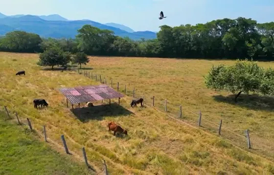 Finca Ganadera En Venta En Coello Tolima  ¡un Paraíso Campestre A Solo 52 Min De Ibagué!