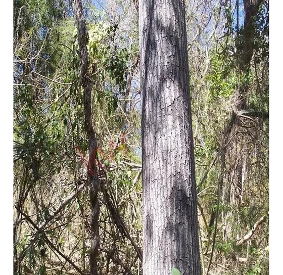 Oportunidad Única Para Poseer Un Paraíso Sostenible En La Sierra Madre Occidental.