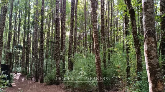 Dos Parcelas En Reserva Biológica Huilo Huilo