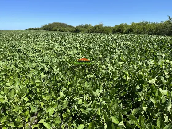Campo Agrícola - Ganadero De 143 Hás En Venta, Conchillas.