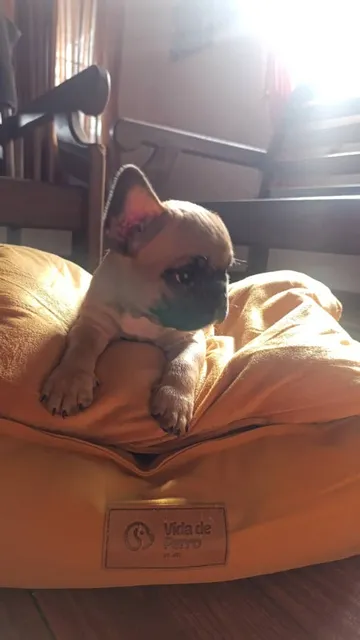 Cachorro Bulldog Francés 