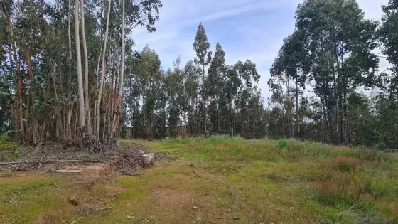 Comuna Chanco - Cauquenes (170681)