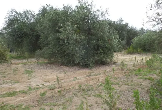Lotes 55 Y 64, La Cachina