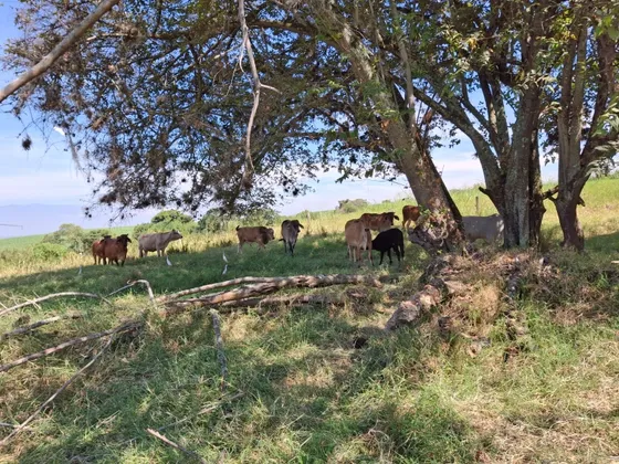 Vendo Finca Ganadera En Florida Valle