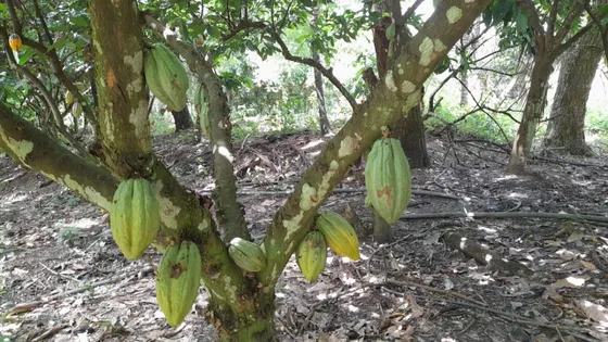 Finca Cacaotera