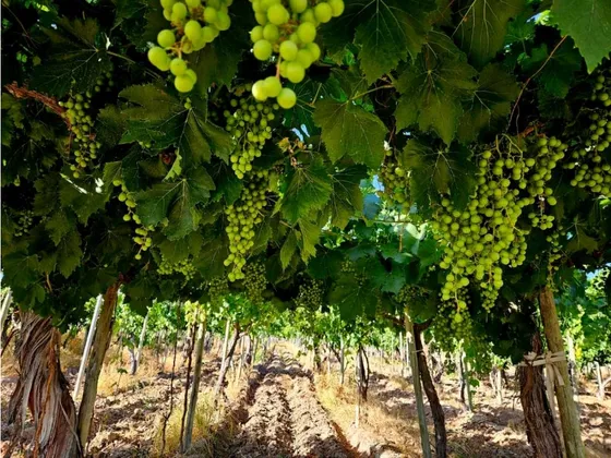 Finca En Venta  Viñedo Mendoza 7ha Lujan De Cuyo