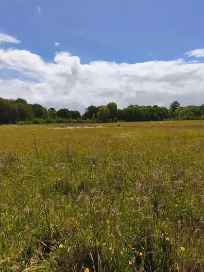 Parcela En Venta En Fresia A Solo 200 Metros Del Rio Llico