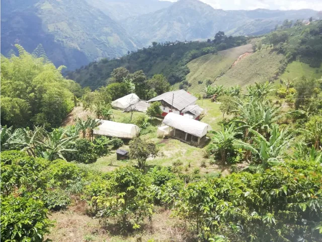 Vendo Finca Cafetera En Abejorral  Antioquia 11.5 Hectáreas