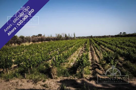Campo - Finca Productiva De Primer Nivel, Sobre Ruta 7, Mendoza, 24 Has