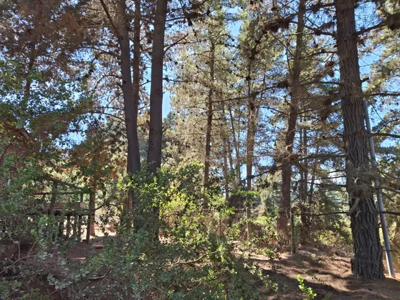 Cabaña Refugio En Medio Del Bosque, Condominio Cerrado.