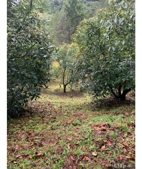 Precio De Oportunidad De Finca En Guatape