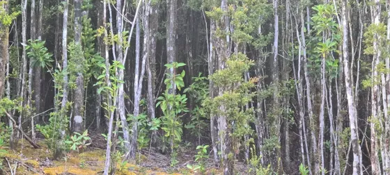 Parcela En Proyecto Bosques De Quiao (bosque), Chonchi