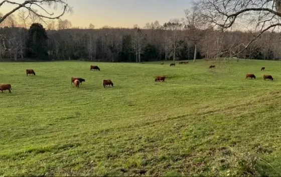 Agrícola En Venta En Fresia