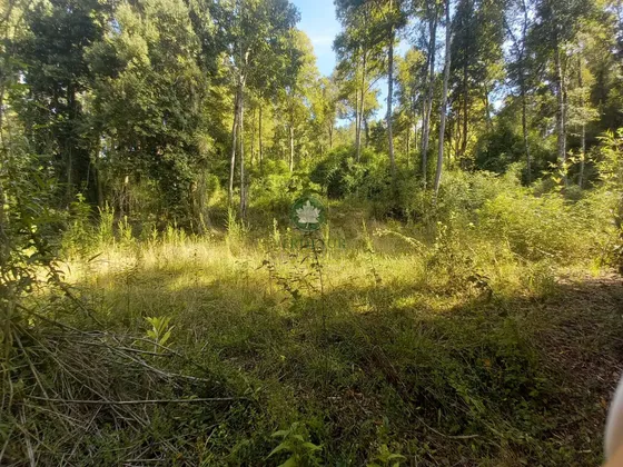 Venta De Parcela En Sector Pichihuape Ruta 202