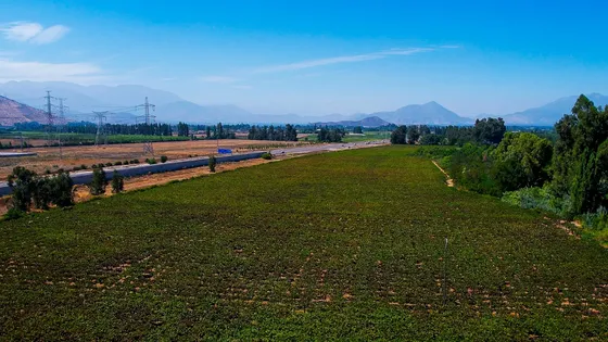 Campo Productivo Con Proyecto De Parcelación | 62.000 Uf