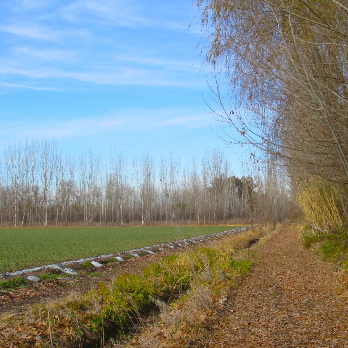 17-Hectare Farm for Sale in Tunuyán, Uco Valley