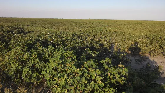 Campo Mixto - Norte De Santa Fe