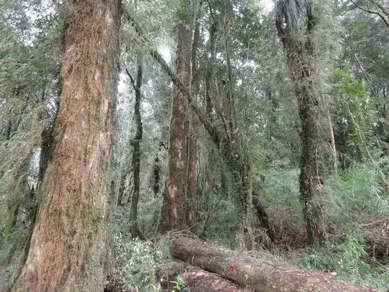 Forestal En Venta En Dalcahue
