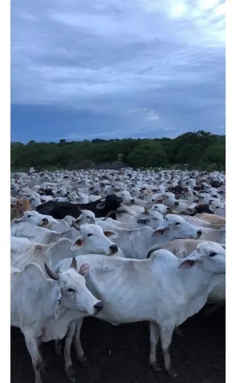 Vendo Finca Mecanizada Agrícola Y Ganadera 3200ha Guárico 2783