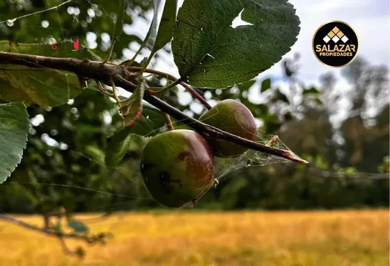 Parcelas Exclusivas En Reserva Palguin Panguipulli Lote 5
