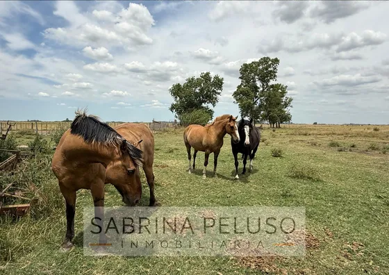 Campo En Cañuelas 178ha