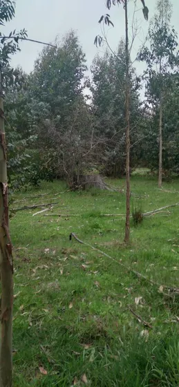 Venta Parcela Curaco, Cañete