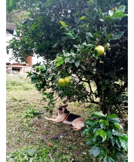 Se Vende Finca Córdoba Quindío 