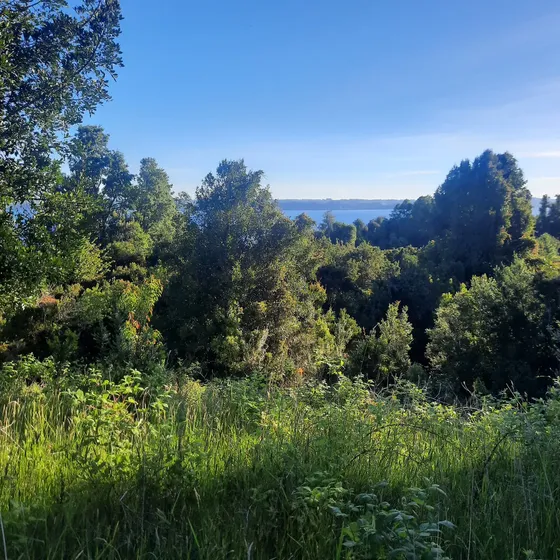 Propiedad Agro / Turística En Ribera Norte Del Lago Puyehue