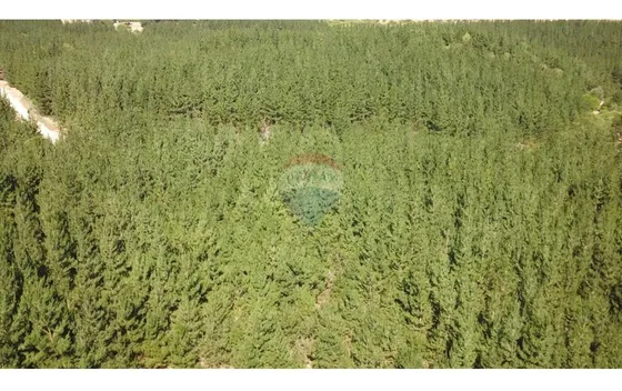 Tu Refugio Soñado Entre Pinos En Chépica