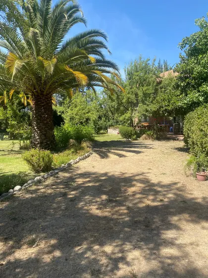 100 Almendros, Arb Frutales, Arboles Nativos (172886)