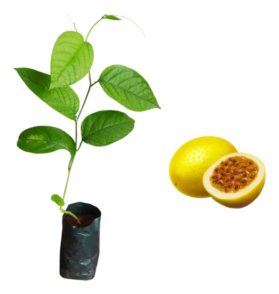 Kit Com 10 Mudas De Frutas Para Pomar E Vazos65568204833281129