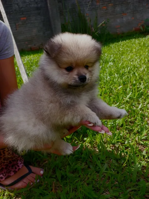 Vende - Se Lulu Da Pomerania, 2 Meses E Meio