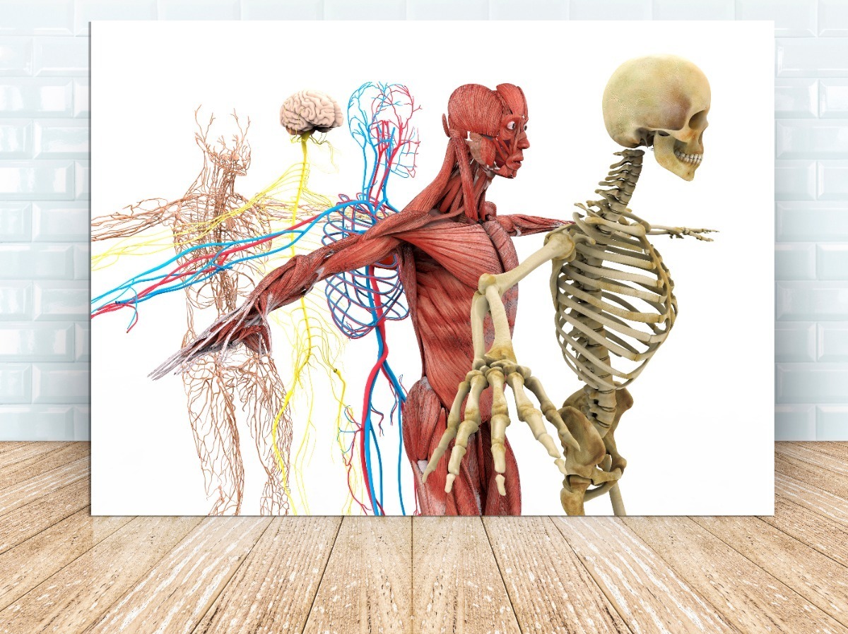 140 Ideas De Anatomia En 2021 Anatomia Ilustracion Medica Arte De Images